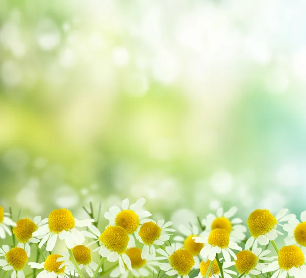 Frühling Hintergrund. Kamille — Stockfoto