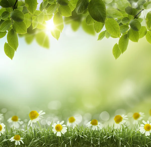 봄 또는 여름 열 추상.chamomile 꽃 — 스톡 사진