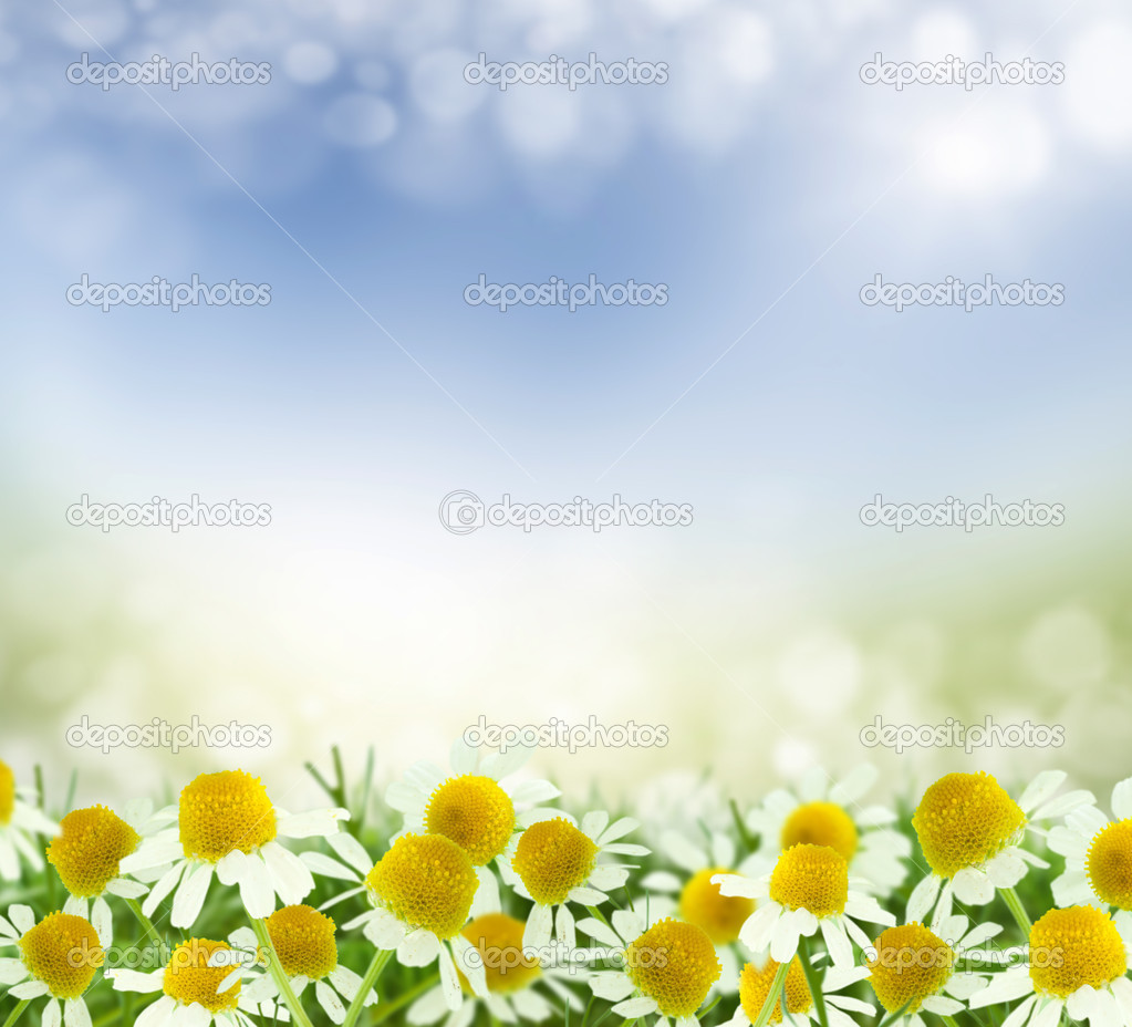 spring background. chamomile