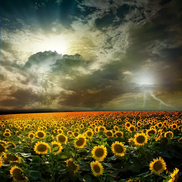 Sunflower — Stock Photo, Image