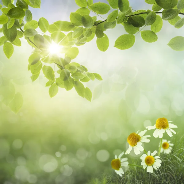 Frühling Hintergrund. Gänseblümchen — Stockfoto