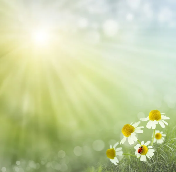 Fondo de primavera. mariquita en la manzanilla — Foto de Stock