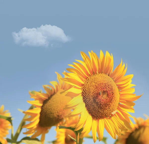 Bee and sunflower — Stock Photo, Image