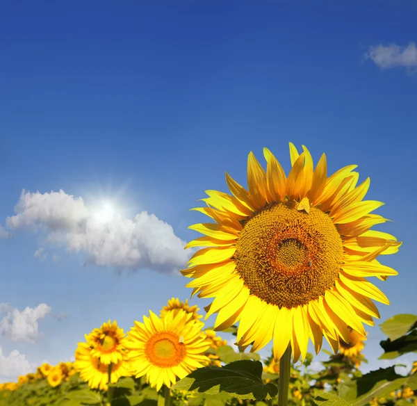 Abeja y girasol — Foto de Stock