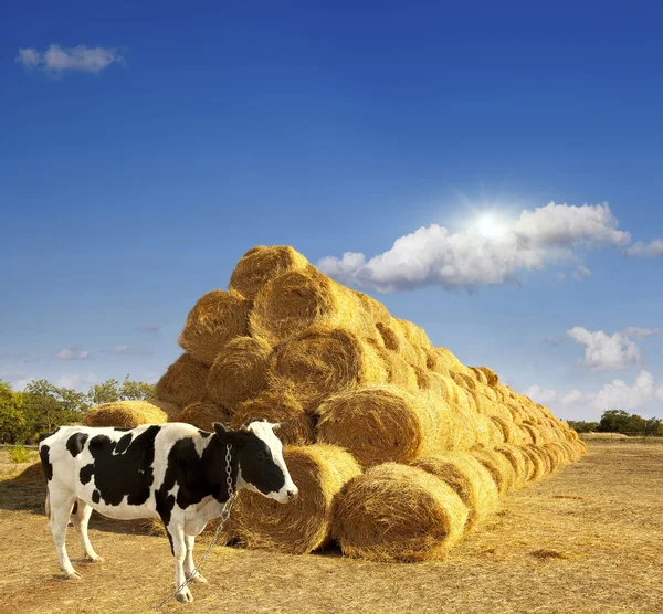 Haystacks on the field. — Stock Photo, Image