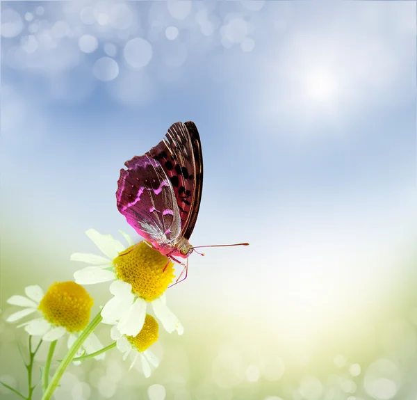 蝴蝶和雏菊的字段 — 图库照片