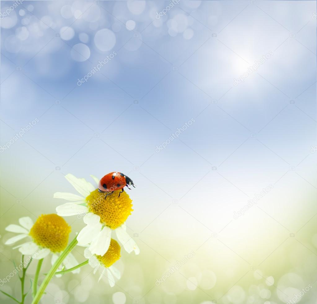 Daisies field and ladybug