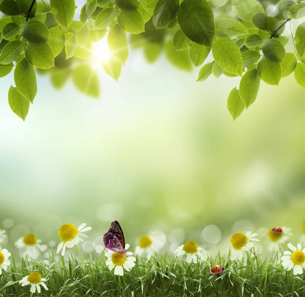 Frühlings- oder Sommerhitze abstrakte Kamillenblüte — Stockfoto