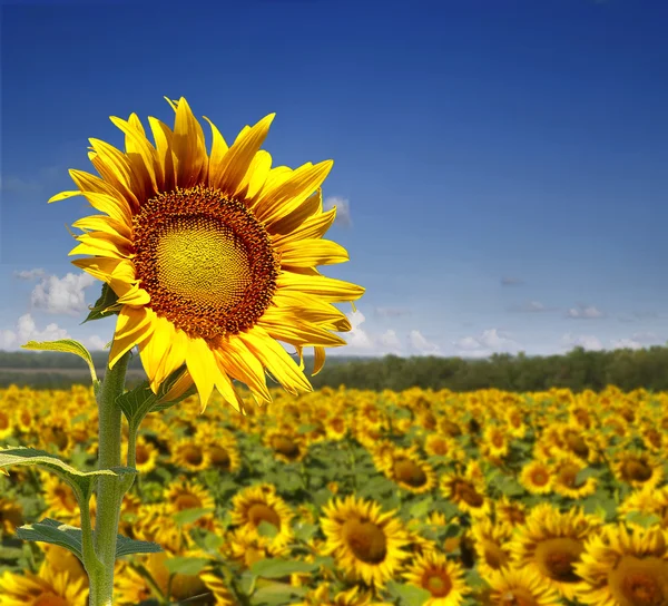 Sonnenblumenfeld. — Stockfoto