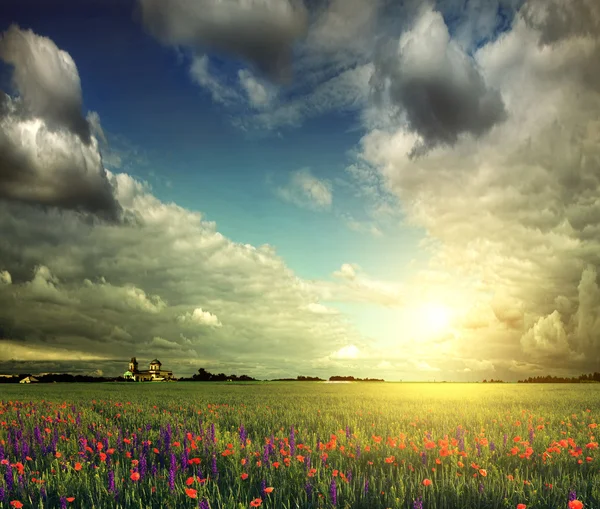 Lavendelfeld, Weizen und Mohn — Stockfoto