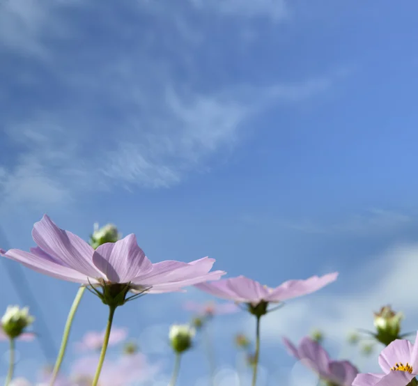 在自然野生雏菊 — 图库照片