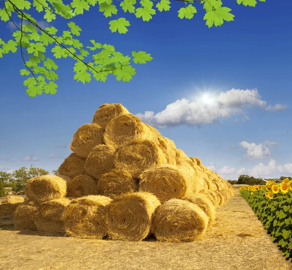 Haystack and sunflowers — Stock Photo, Image