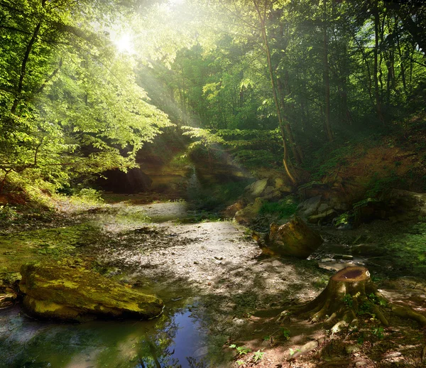 Fairy Tale Forest — Stock Photo, Image