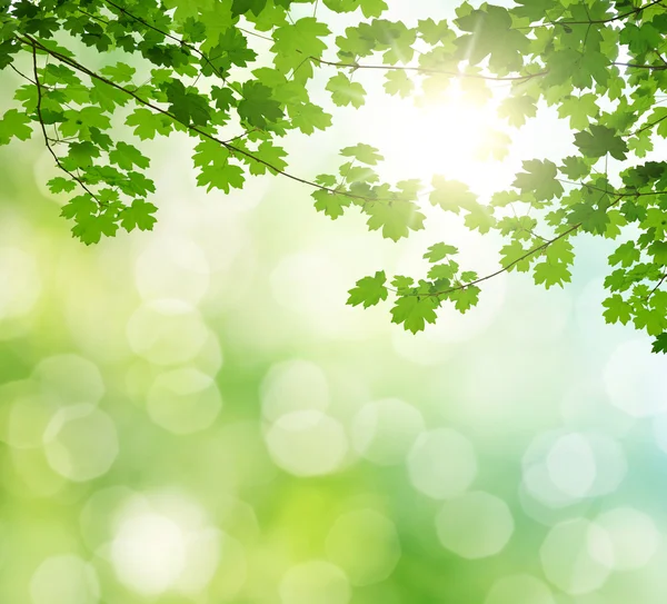 Maple branch — Stock Photo, Image