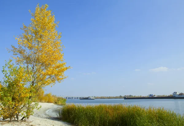 Herbst der Flüsse und Pappeln — Stockfoto