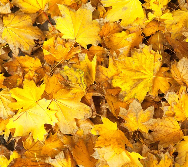 Yellow leaves, — Stock Photo, Image