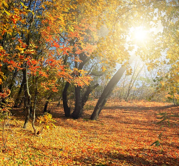 Parkta sonbahar. — Stok fotoğraf