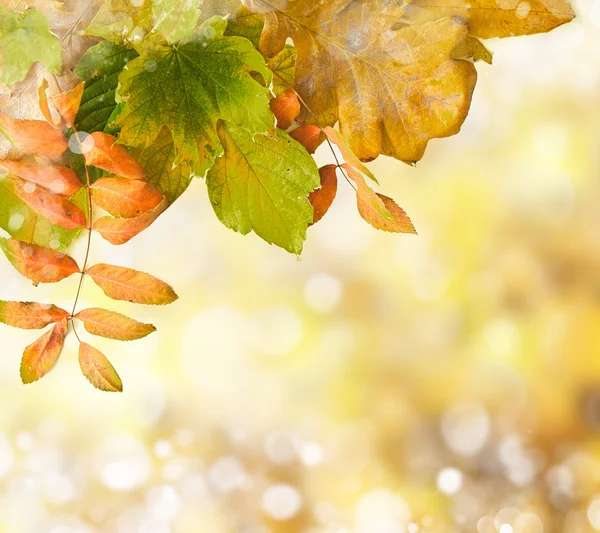 Natural outdoors bokeh in golden autumn tones — Stock Photo, Image
