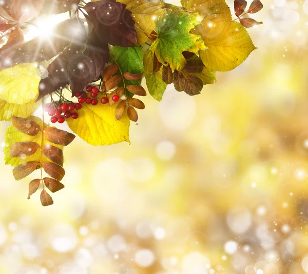 在金色的秋天色调自然户外散景 — 图库照片