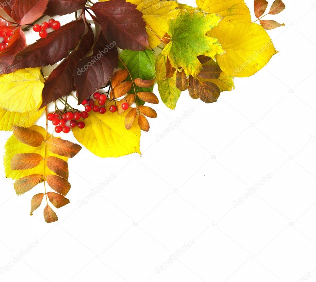 Corner Border of colored falling leafs on white background