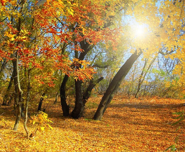 Sunny autumn day — Stock Photo, Image