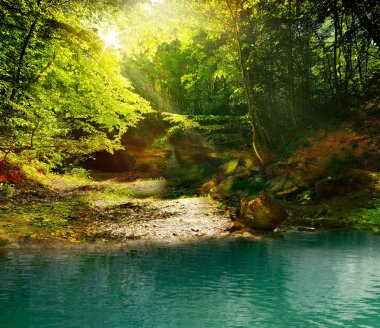 fairy Forest güneşli bir gün