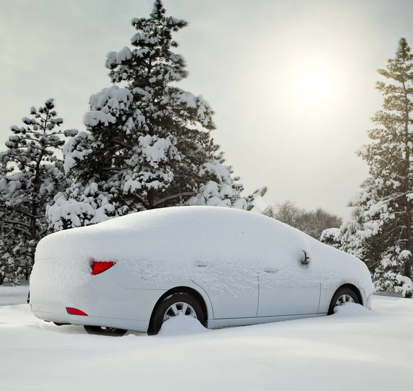 在树林里大雪车 — 图库照片