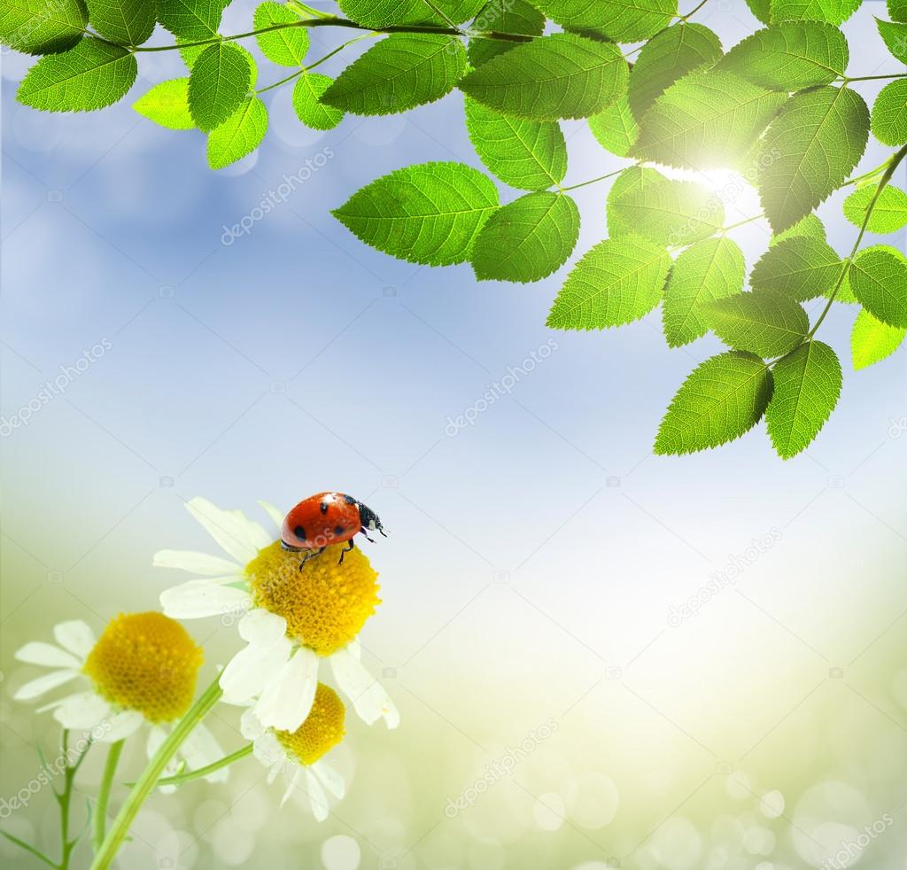 Daisies field and ladybug