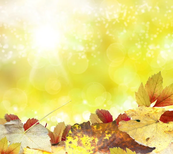 Autumn background — Stock Photo, Image