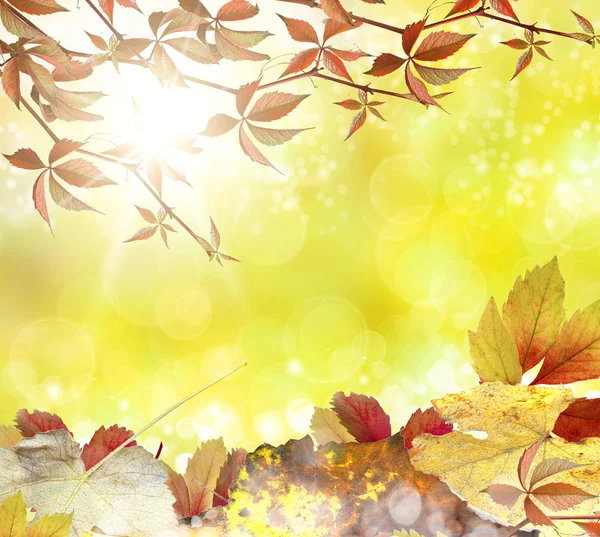 Autumn background — Stock Photo, Image