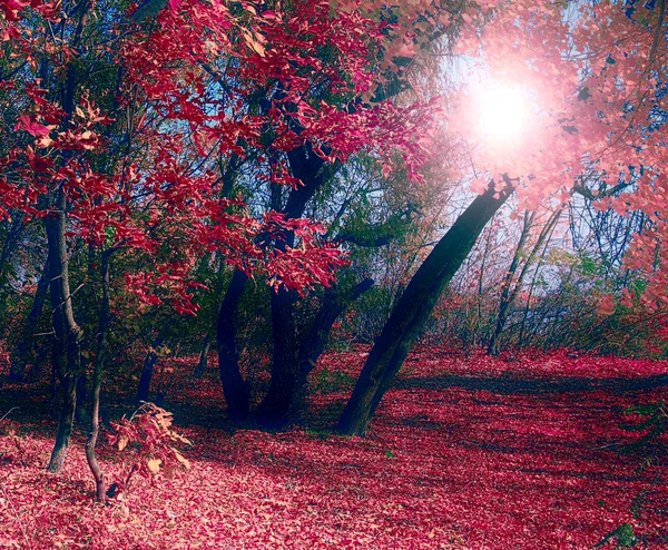 Slunečné podzimní den — Stock fotografie