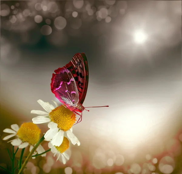 蝴蝶和雏菊的字段 — 图库照片