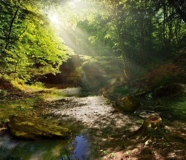 ป่าเทพนิยาย — ภาพถ่ายสต็อก