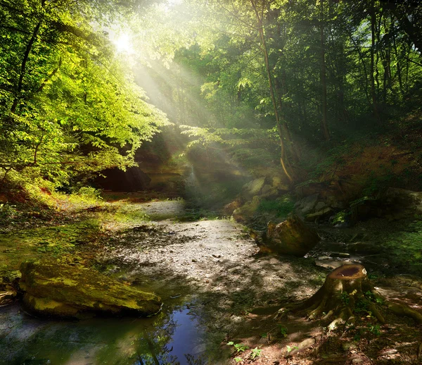 Bosque de cuento de hadas — Foto de Stock