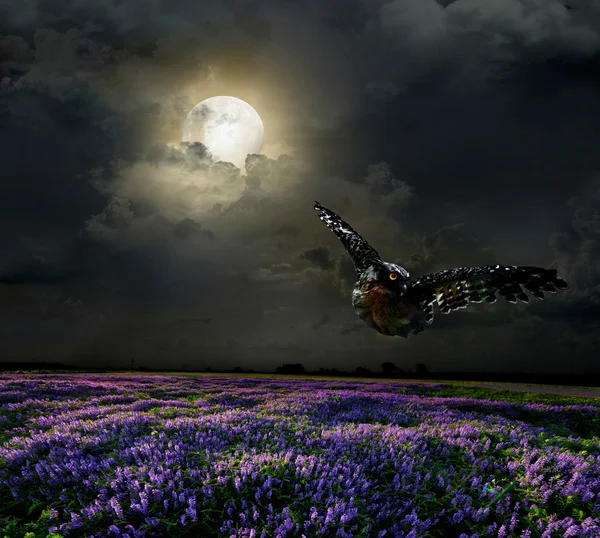 Campo di lavanda al chiaro di luna — Foto Stock