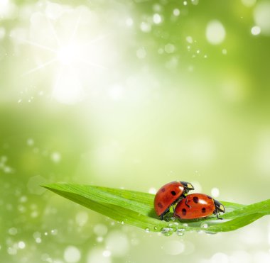üreme zamanında ladybugs ailesi