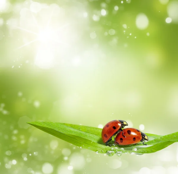 Üreme zamanında ladybugs ailesi — Stok fotoğraf