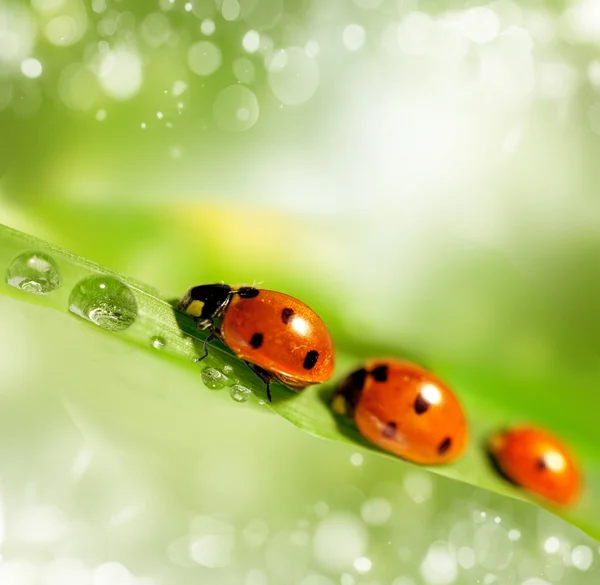Family of ladybugs — Stock Photo, Image