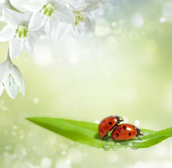 Family of ladybugs at the time of reproduction — Stock Photo, Image