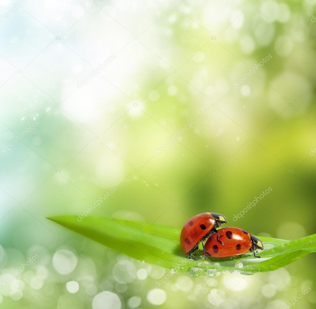 family of ladybugs at the time of reproduction