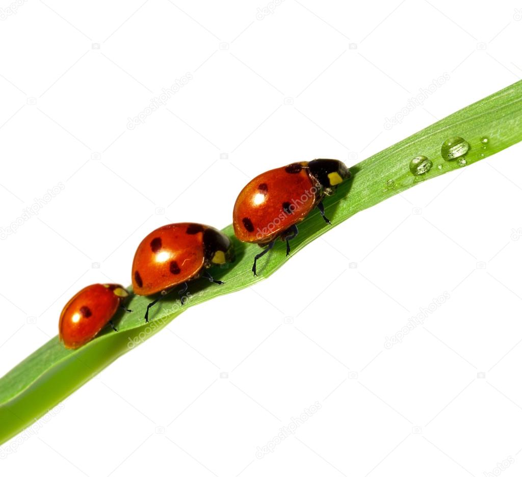 family of ladybugs on green leaf
