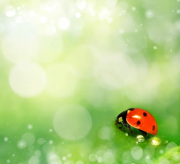 Background with ladybug and dew drops — Stock Photo, Image