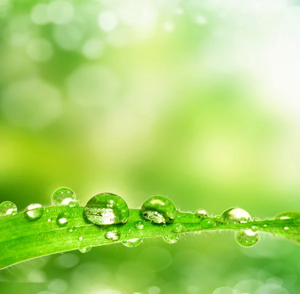 Gota de rocío en una hoja — Foto de Stock