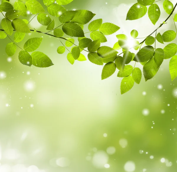 Naturlig grön bakgrund med selektivt fokus — Stockfoto