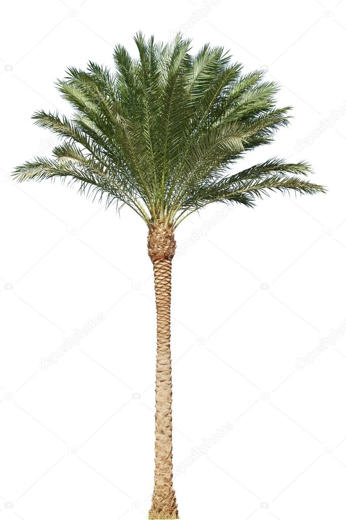 palm tree isolated