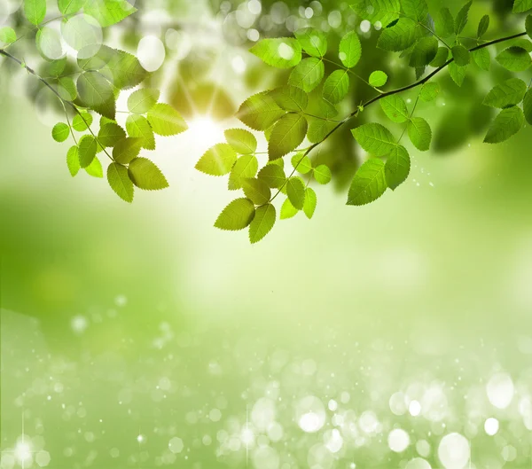 Natural green background with selective focus — Stock Photo, Image