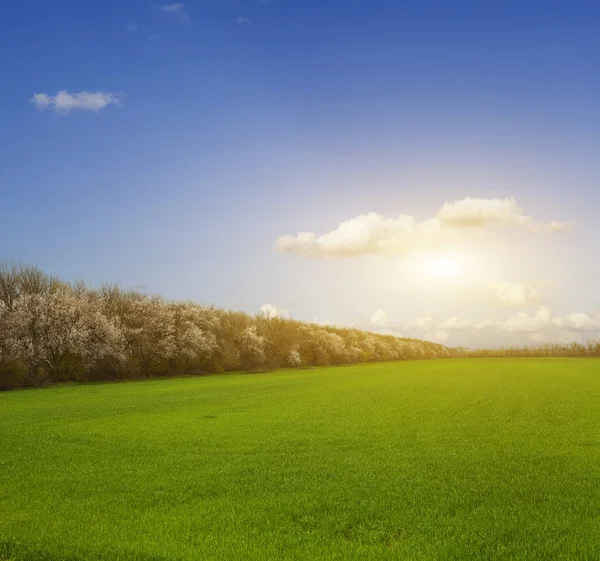 Campo verde — Foto Stock