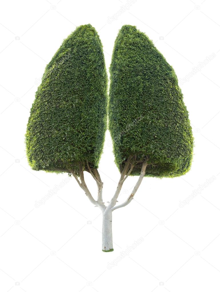 decorative tree as human lung