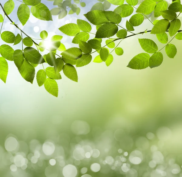 Sfondo verde naturale con attenzione selettiva — Foto Stock