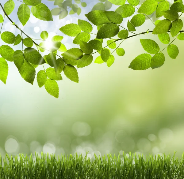 Naturlig grön bakgrund med selektivt fokus — Stockfoto